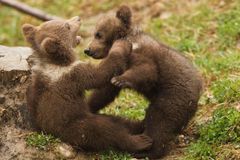 Švýcarská zoo usmrtila a vycpala zdravé medvídě