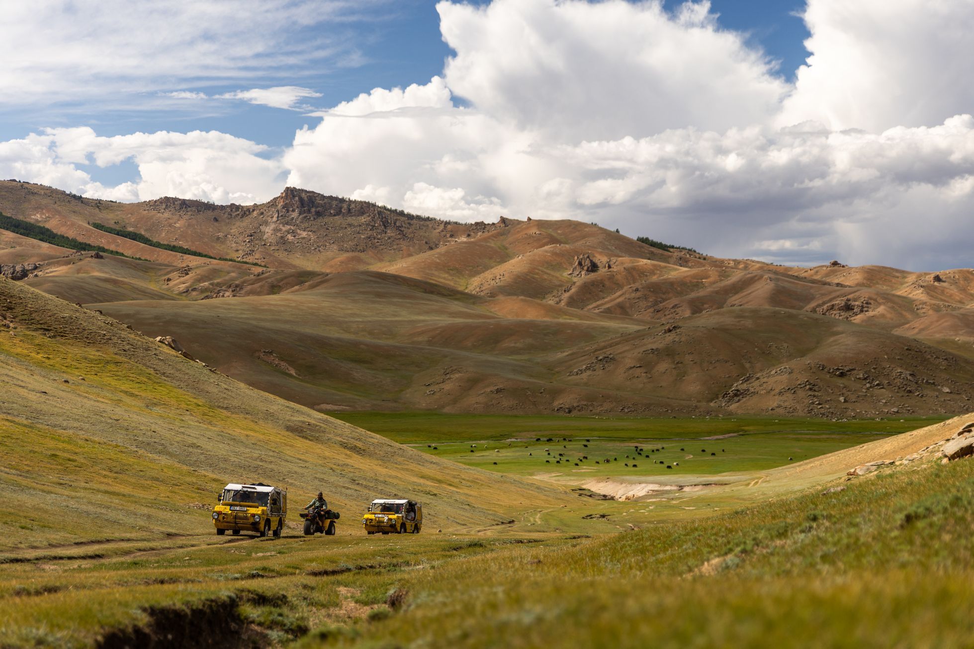 Žlutá žába pluje