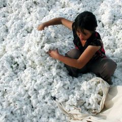 Sklizeň bavlny v Sin-ťiangu