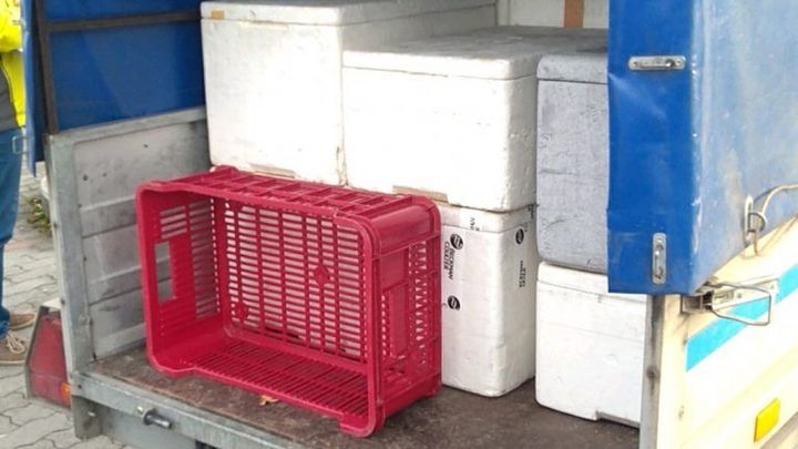 S masem přes inzerát opatrně, varují veterináři. Domácí chov hledali v Praze marně
