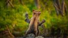 Finalisté fotografické soutěže Comedy Wildlife Photography Awards 2021