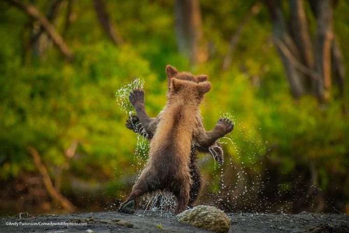 Finalisté fotografické soutěže Comedy Wildlife Photography Awards 2021