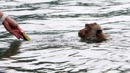 Živí se nejrůznějšími vodními živočichy včetně korýšů, což jim vyneslo anglickou přezdívku crab-eating monkey (opice, která žere kraby).