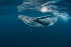 Australan zachránil velrybí mládě uvízlé v síti, za její poškození mu hrozí pokuta