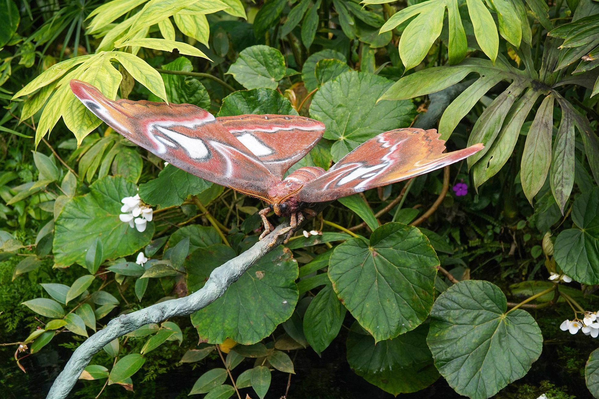 Motýli v Botanické zahradě v pražské Tróji, květen 2023