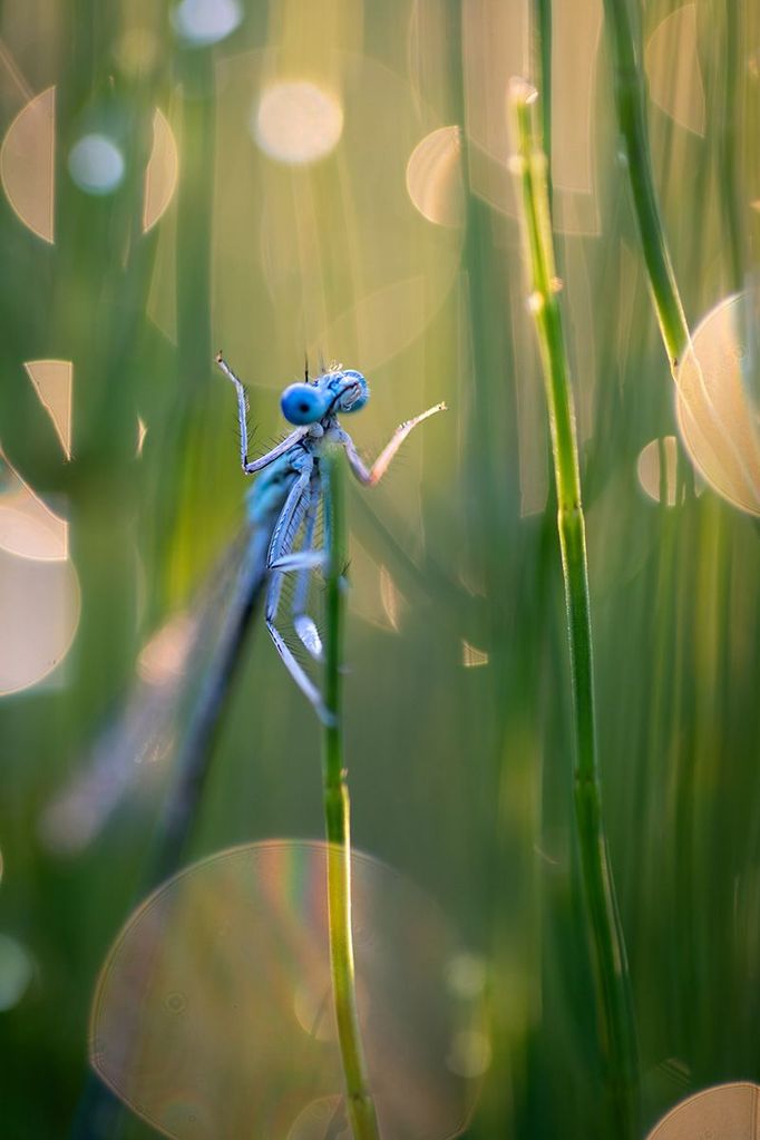 Finalisté Comedy Wildlife Photography Awards 2023