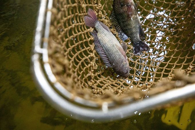 Aquaponická farma Rybí zahrada