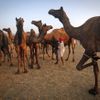A camel herder stands among his camels at Pushkar Fair in the desert Indian state of Rajasthan November 23, 2012. Many international and domestic tourists throng to Pushkar to witness one of the most colourful and popular fairs in India. Thousands of animals, mainly camels, are brought to the fair to be sold and traded. REUTERS/Danish Siddiqui (INDIA - Tags: SOCIETY ANIMALS) Published: Lis. 23, 2012, 5:20 odp.