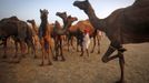 A camel herder stands among his camels at Pushkar Fair in the desert Indian state of Rajasthan November 23, 2012. Many international and domestic tourists throng to Pushkar to witness one of the most colourful and popular fairs in India. Thousands of animals, mainly camels, are brought to the fair to be sold and traded. REUTERS/Danish Siddiqui (INDIA - Tags: SOCIETY ANIMALS) Published: Lis. 23, 2012, 5:20 odp.