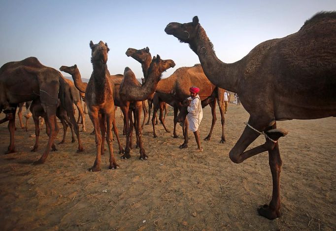 A camel herder stands among his camels at Pushkar Fair in the desert Indian state of Rajasthan November 23, 2012. Many international and domestic tourists throng to Pushkar to witness one of the most colourful and popular fairs in India. Thousands of animals, mainly camels, are brought to the fair to be sold and traded. REUTERS/Danish Siddiqui (INDIA - Tags: SOCIETY ANIMALS) Published: Lis. 23, 2012, 5:20 odp.