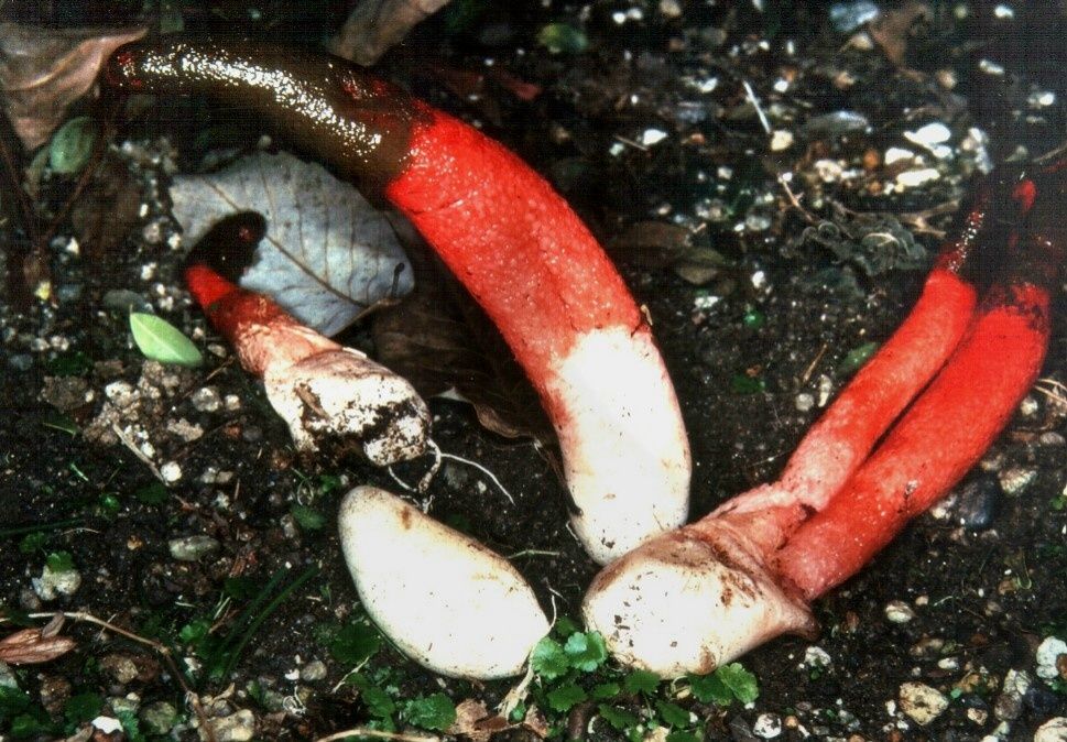 Jednorázové užití / Fotogalerie / Tak vypadá uhrančivý svět divnohub