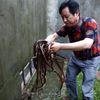 V čínské vesnici chovají tři miliony hadů