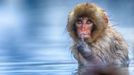 Finalisté soutěže Comedy Wildlife Photography Awards 2019