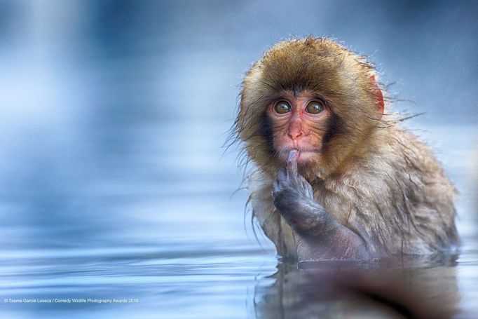 Finalisté soutěže Comedy Wildlife Photography Awards 2019