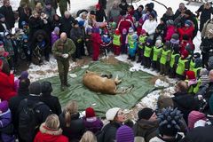 Dánská zoo chce pitvat lva před zraky dětí. Kritiku ochránců zvířat odmítá