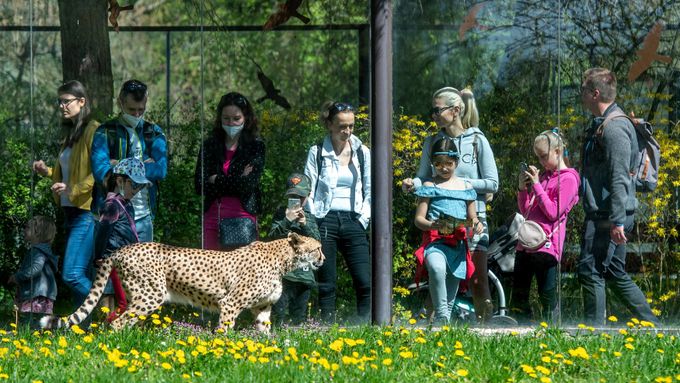 Zoo Dvůr Králové v neděli 9. května 2021.