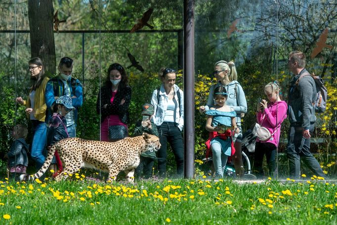 Zoo Dvůr Králové v neděli 9. května 2021.