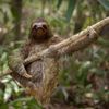 První snímky z letošního ročníku soutěže Nikon Comedy Wildlife Awards
