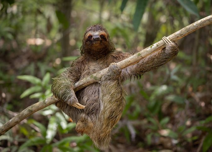 První snímky z letošního ročníku soutěže Nikon Comedy Wildlife Awards