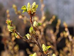 Také nacházíte stromy, keře a květiny při jarním probouzení? Není to náhodou, teplé počasí probouzí rostliny s předstihem.