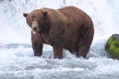 Je tlustý a je mu to fuk. Vítěz z divoké Aljašky v soutěži okouzlil celý svět