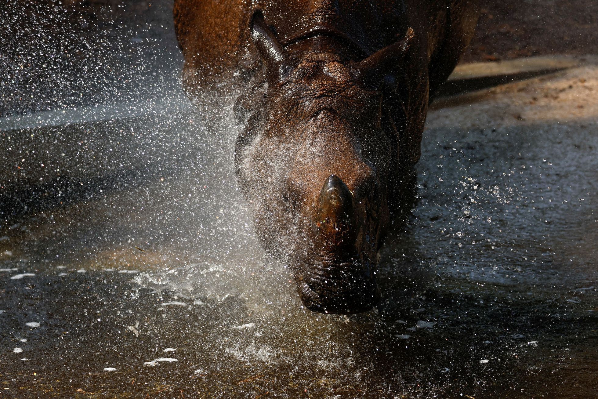 zoo vlny veder zvířata