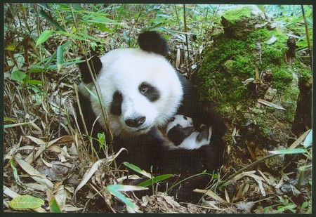 UNESCO Čína přírodní rezervace v provincii S'-čchuan, domov pand velkých