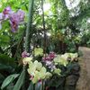 Orchideje v botanické zahradě