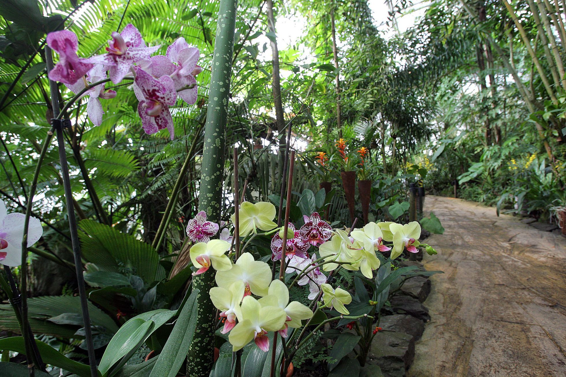 Orchideje v botanické zahradě