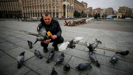 Muž krmí před protitankovými zábranami v Kyjevě holuby.