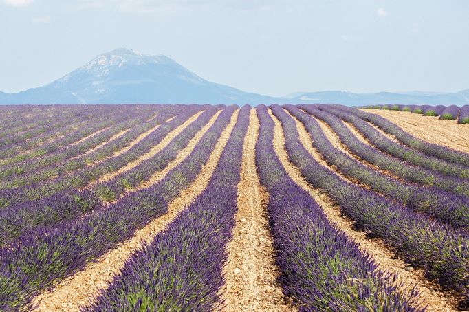 Levandulová pole v Provence