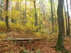 Nejznámější český prales - Boubín