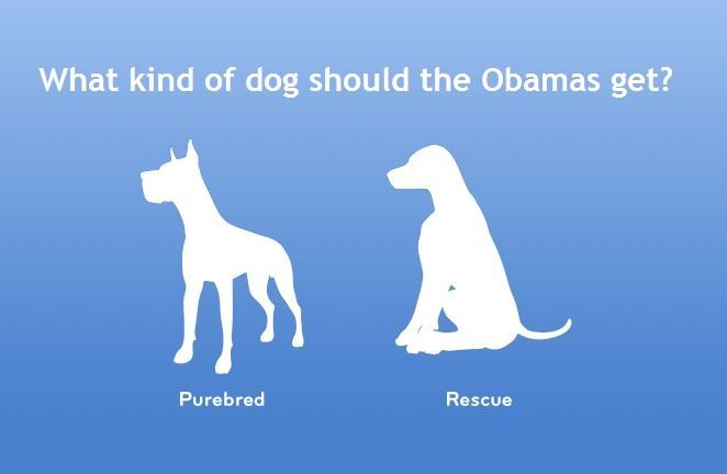 Bo Obama, portugalský vodní pes