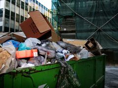V příměstských oblastech lákají mývaly odpadky z lidských domácností...