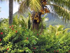 zelené vnitrozemí má většina z Cookových ostrovů