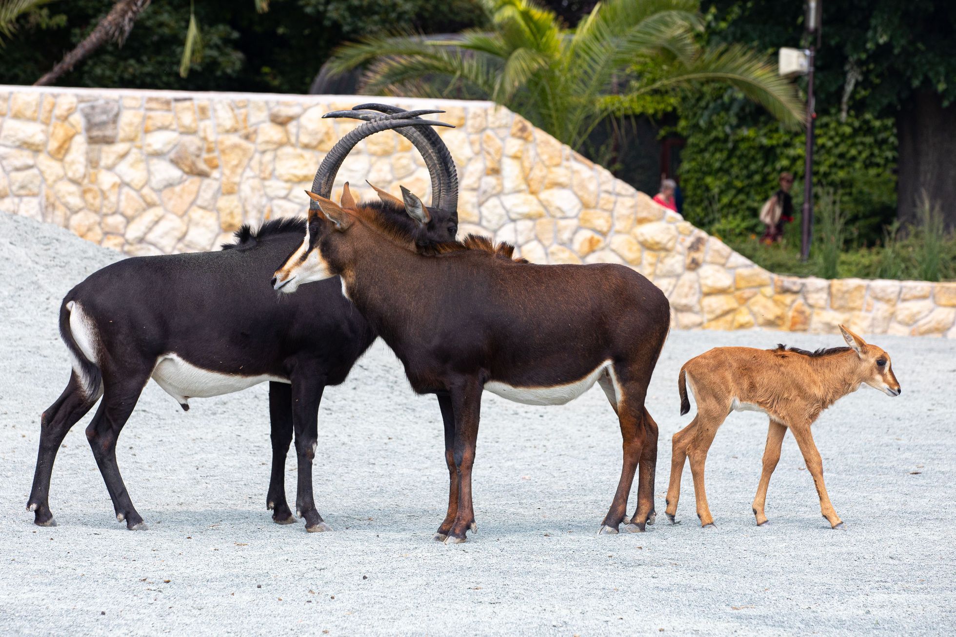 Zoo Dvůr Králové otevřela expozici o jihozápadní Africe zvanou West Cape