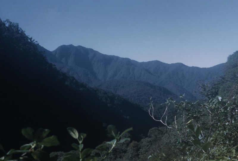 Prales ve střední části Papuy