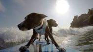 Max, Murphy, Millie a Rama surfují společně na Palm Beach na okraji Sydney.