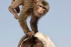 Opice vlezla v Keni do elektrárny a zavinila blackout po celé zemi, firma si sype popel na hlavu