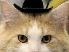 Creame Soda s kovbojským kloboukem je mainská mývalí kočka