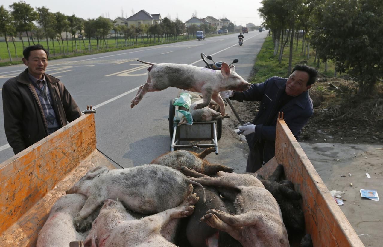 Mrtvá prasata v Číně