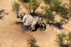 Za záhadný úhyn stovek slonů v Botswaně mohly pravděpodobně přírodní toxiny