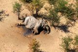 Pytláci někdy slony tráví kyanidem. Jenže těla slonů uhynulých v Botswaně zůstávají netknutá. Nikdo jim neuřízl kly, které jsou pro pytláky cenné.