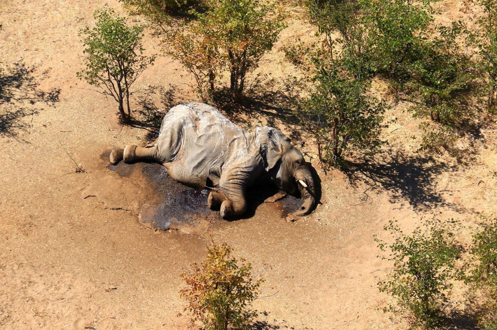 Fotogalerie / Záhada masového úhynu slonů v Botswaně