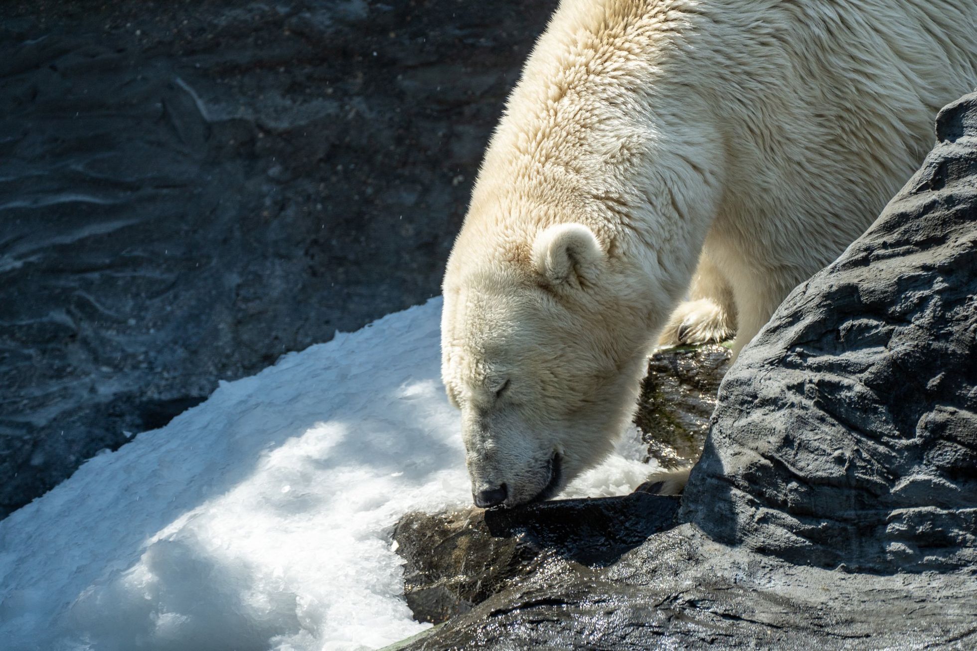 zoo praha slon gorila lední medvěd vlny veder