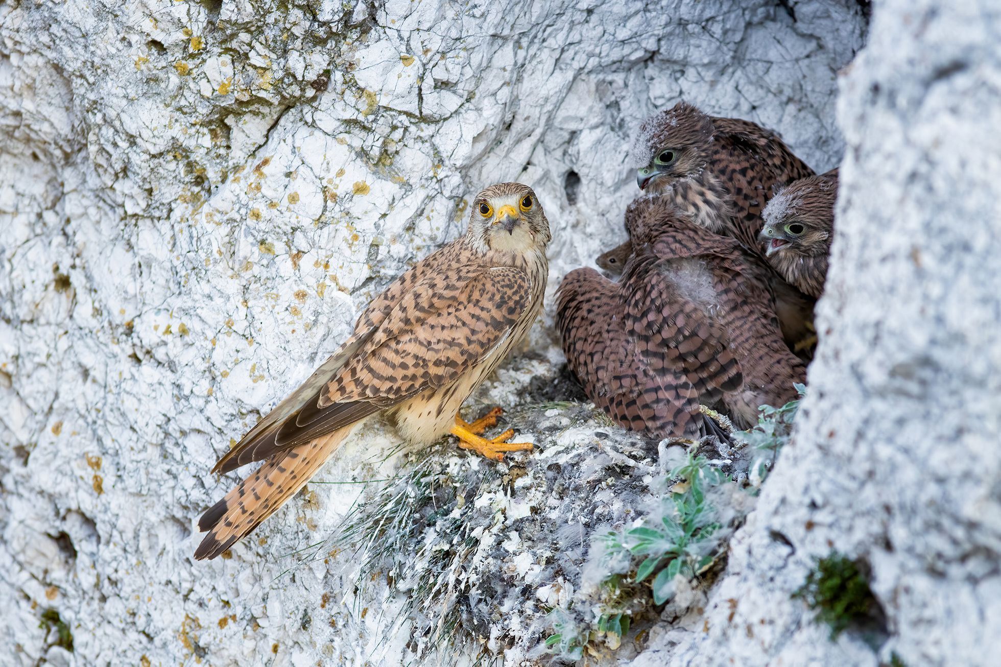 Nominace na Czech Nature Photo 2021