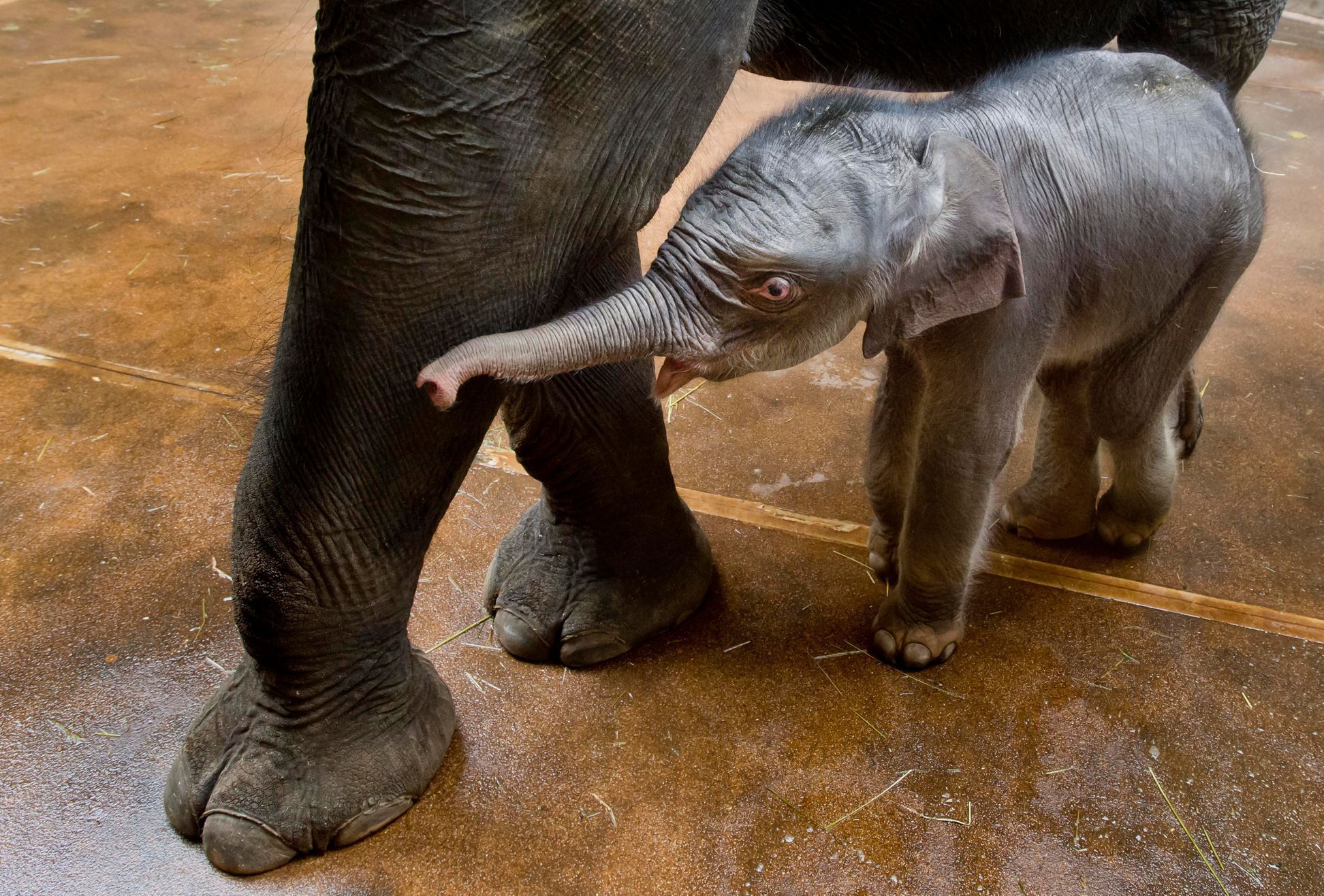 Slůně slona indického, které se narodilo v pražské zoo 7. října samici Tamaře, je třetím sloním přírůstkem v historii zoo a druhým slůnětem počatým v Praze. Snímek je z 9. října.