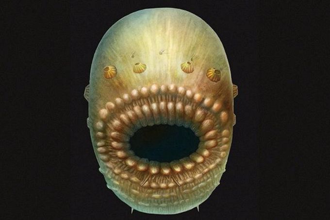 Údajně nejstarší předchůdce člověka - milimetrový saccorhytus, žijící mezi zrnky písku.