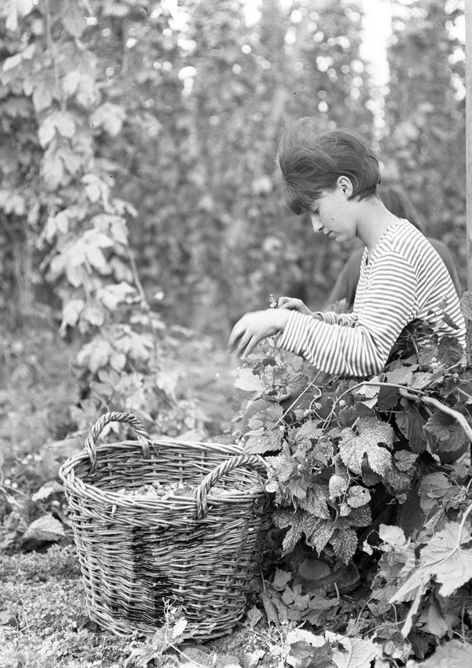 Brigády na sběr žateckého chmelu v 60. letech 20. století.