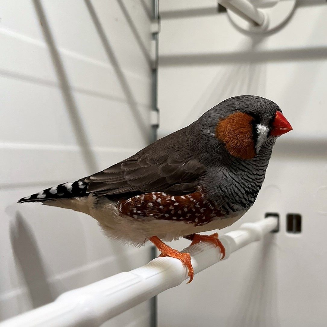 Tomáš Strachota, ptáci, ptactvo, papoušek, papoušci, chovatel, pták